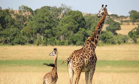 SAFARI AND WILDLIFE TOURS